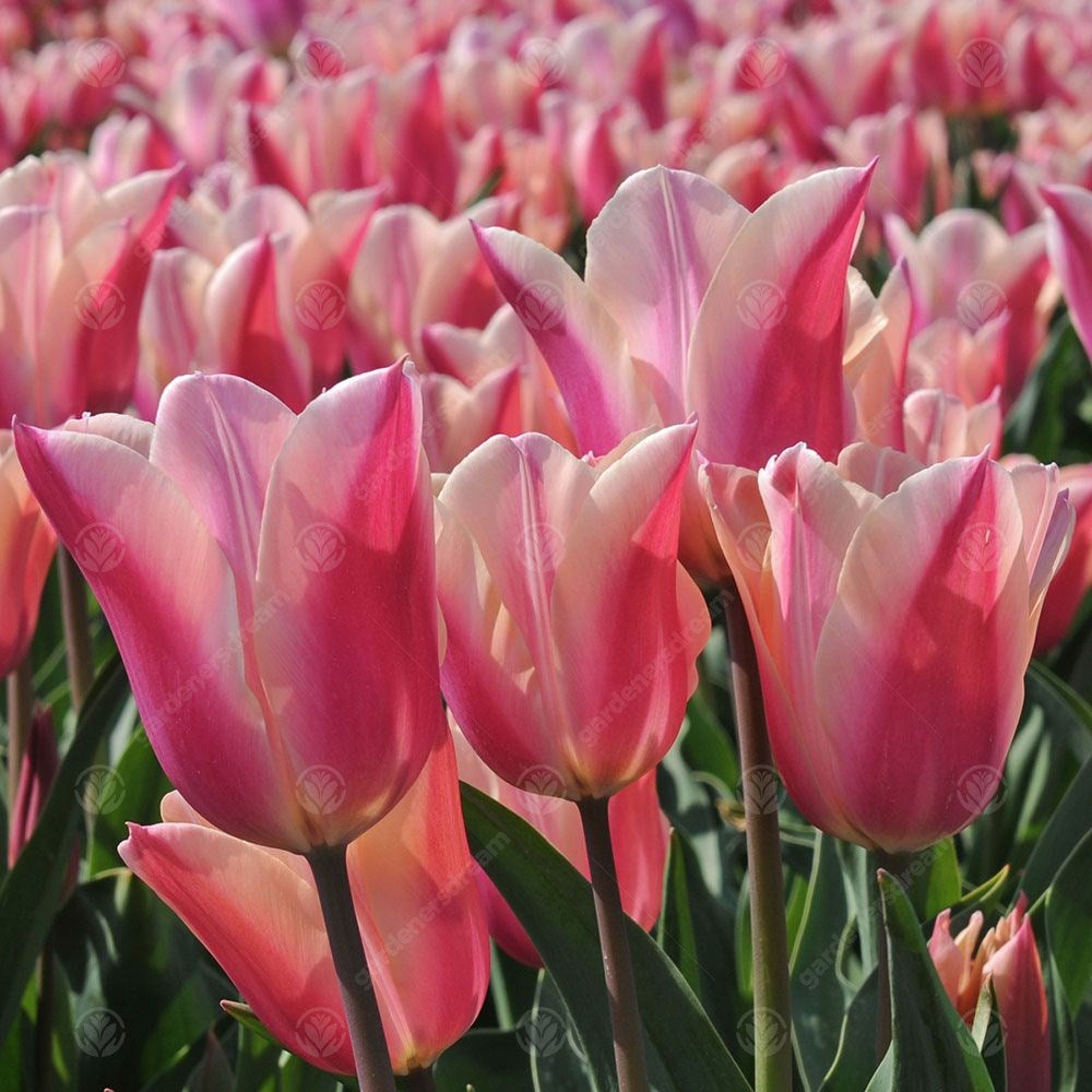 Tulips Sanne -MASTER-