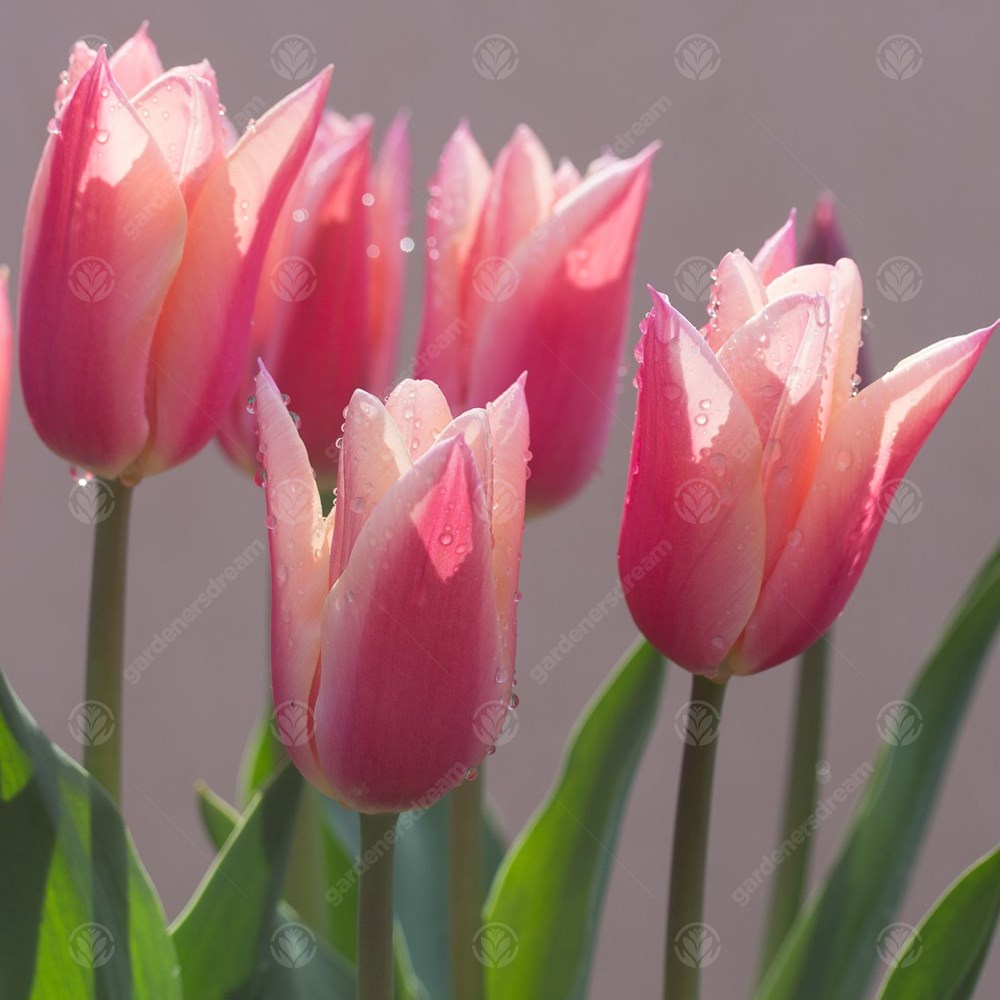 Tulips Sanne -MASTER-