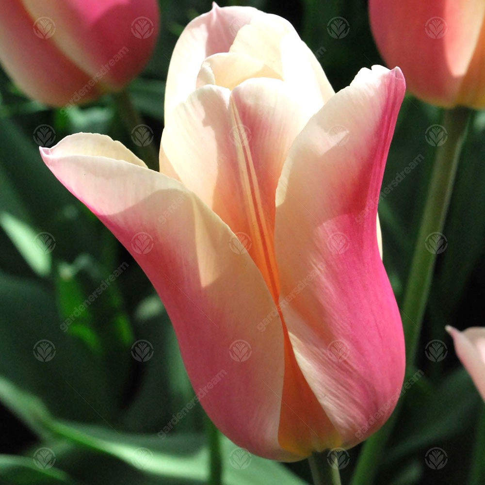 Tulips Sanne -MASTER-