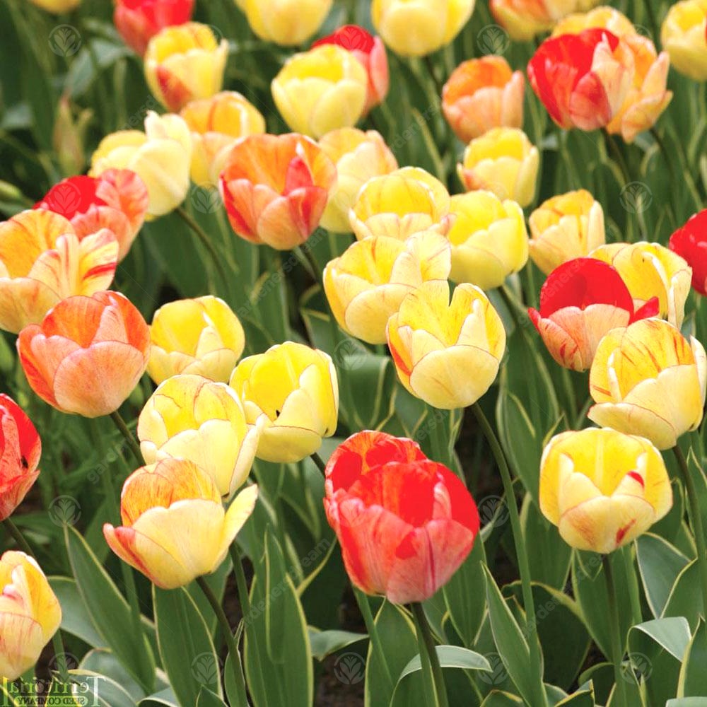 Tulips Silverstream -MASTER-