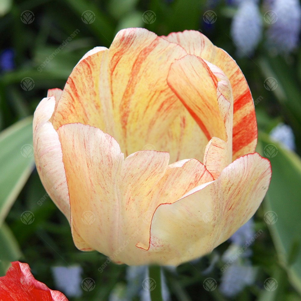 Tulips Silverstream -MASTER-