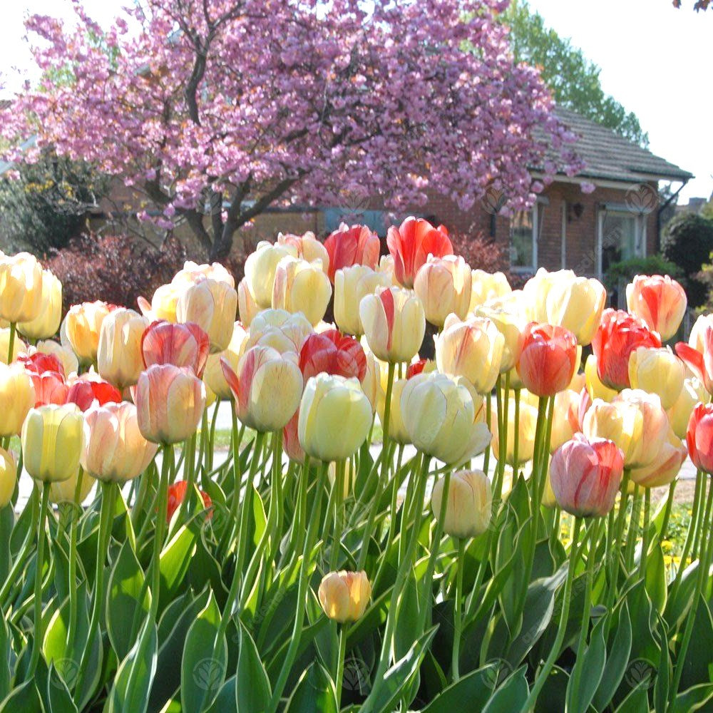 Tulips Silverstream -MASTER-