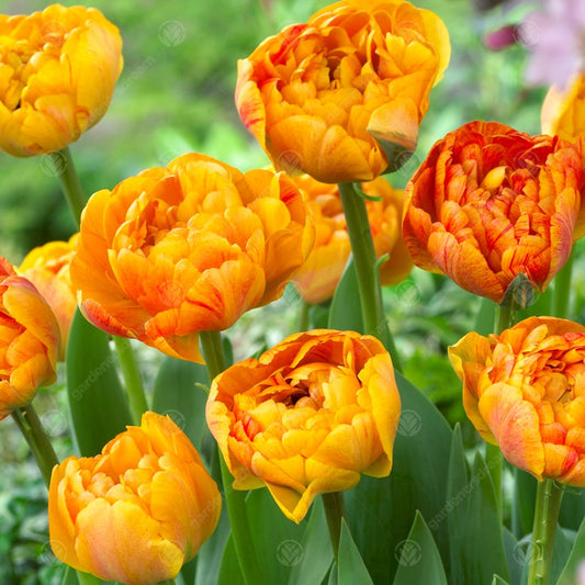 Tulips Sunlover -MASTER-