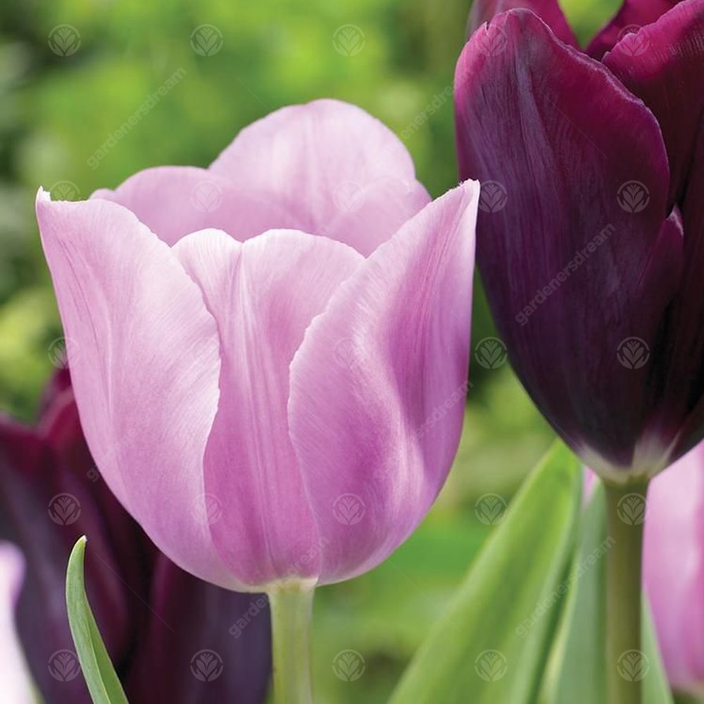 Tulips Synaeda Amor -MASTER-