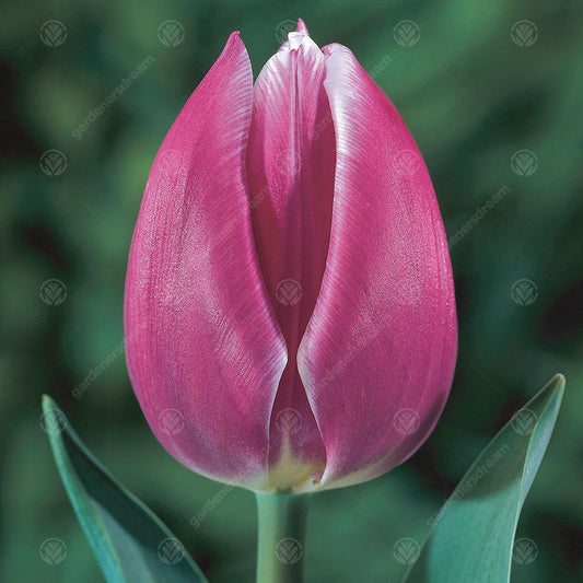 Tulips Synaeda Blue -MASTER-