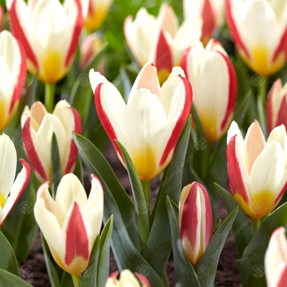 Tulips The First -MASTER-