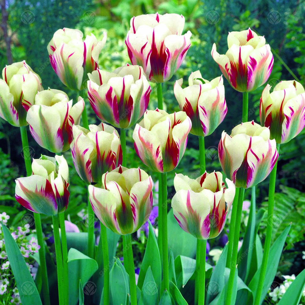 Tulips Flaming Spring Green -MASTER-