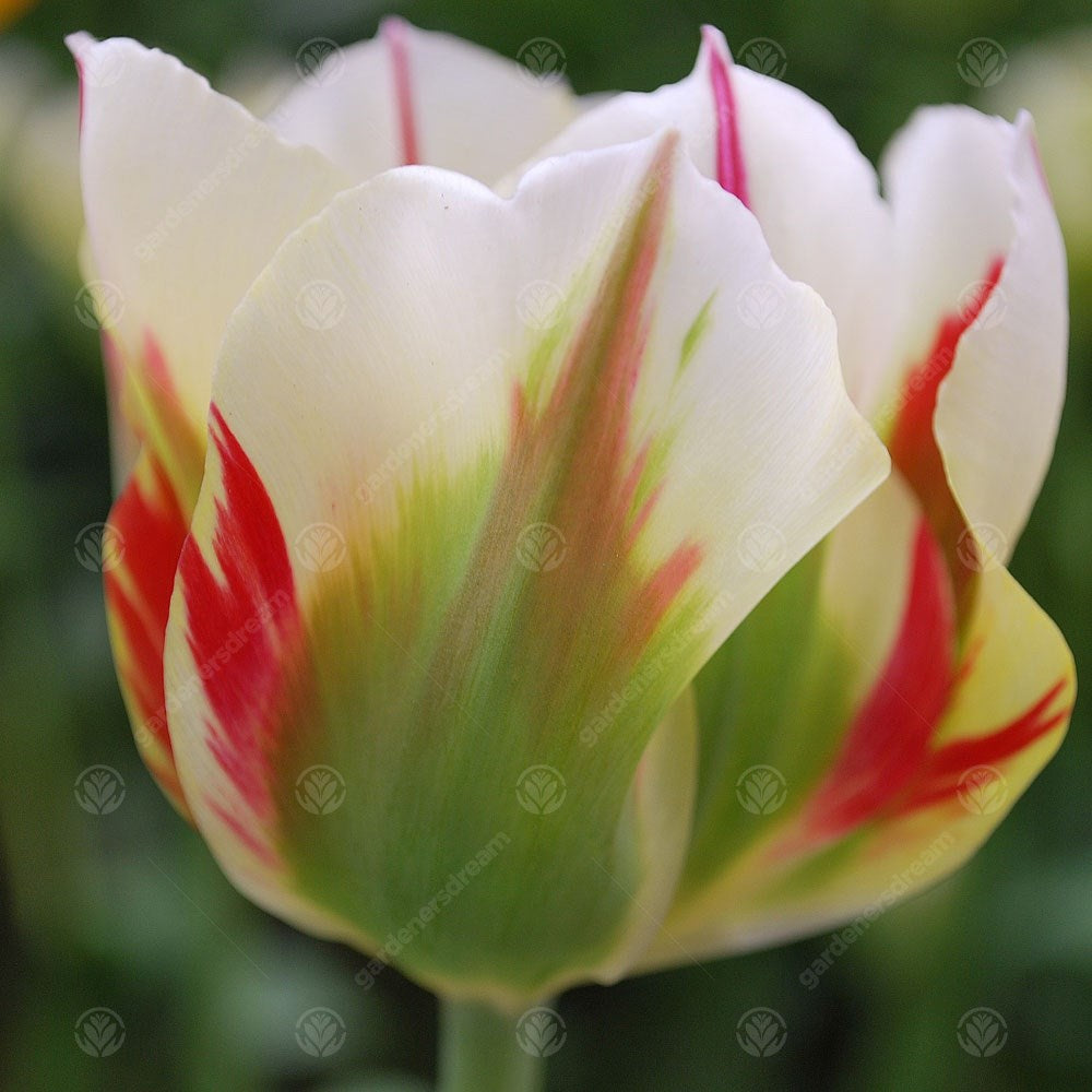 Tulips Flaming Spring Green -MASTER-