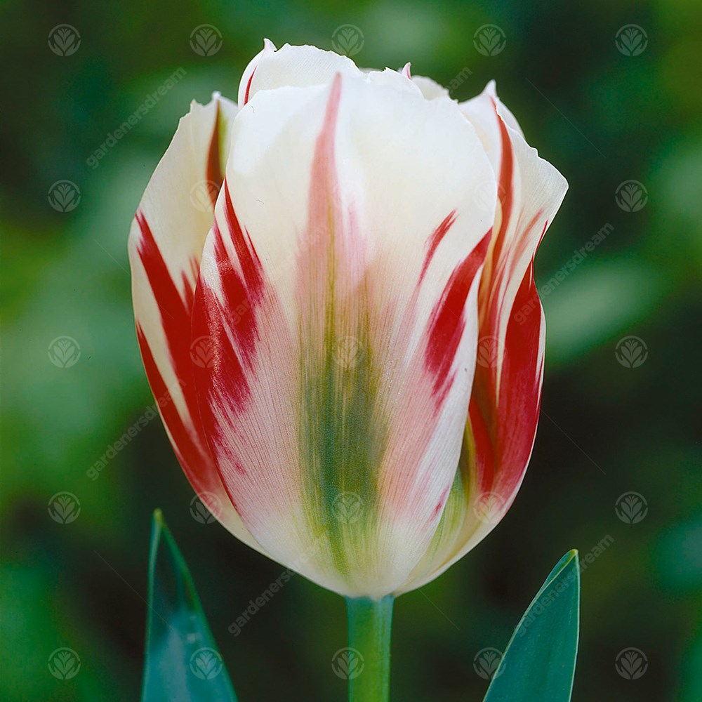 Tulips Flaming Spring Green -MASTER-