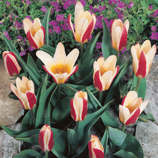 Tulips Water Lily (Kaufmanniana) -MASTER-