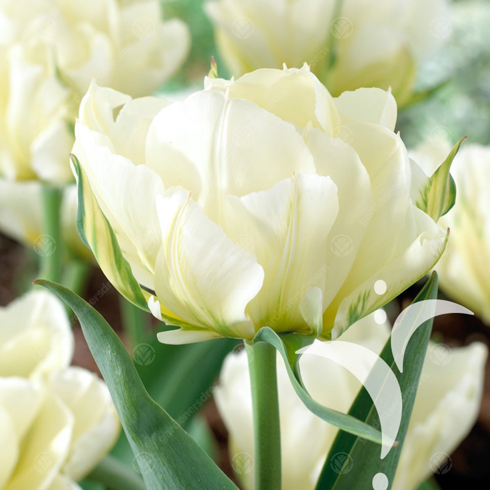 Tulips White Valley -MASTER-