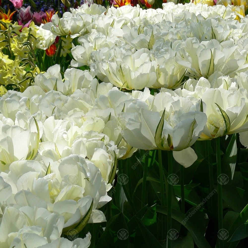 Tulips White Valley -MASTER-