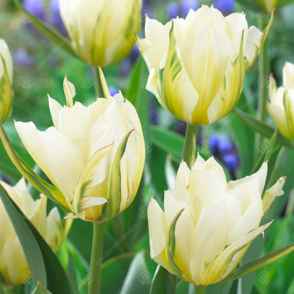 Tulips White Valley -MASTER-