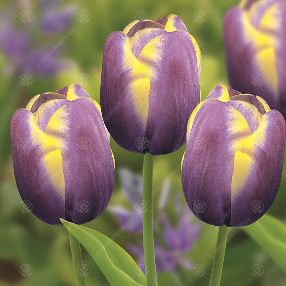 Tulips Arabian Beauty -MASTER-