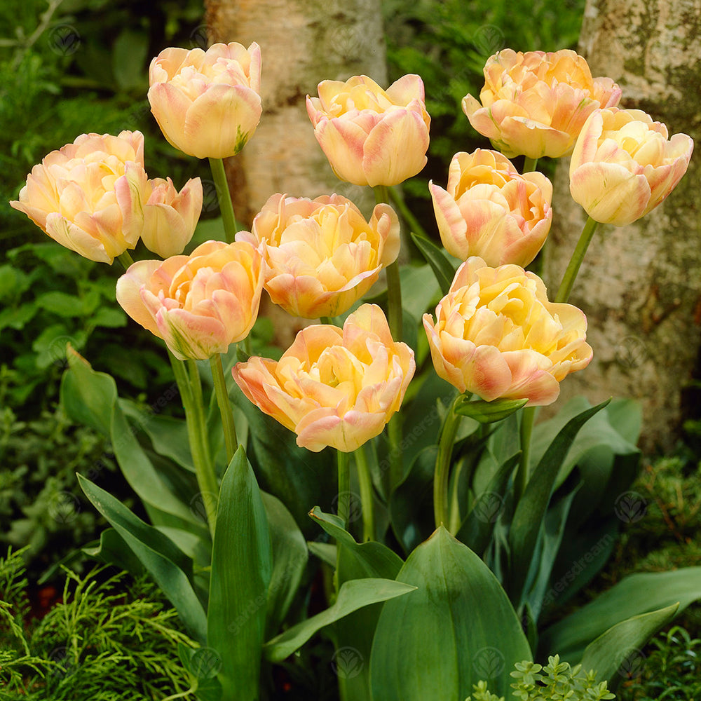 Tulips Peaches & Cream -MASTER-