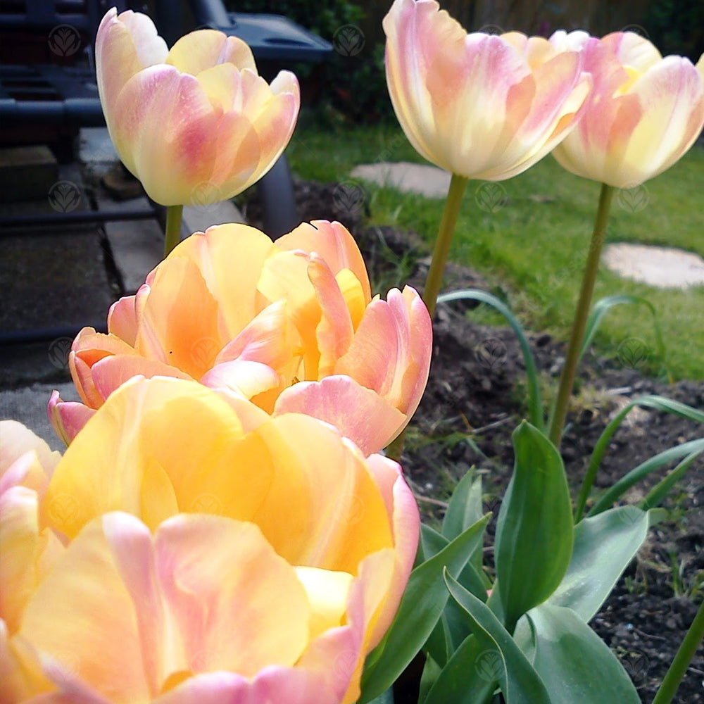 Tulips Peaches & Cream -MASTER-