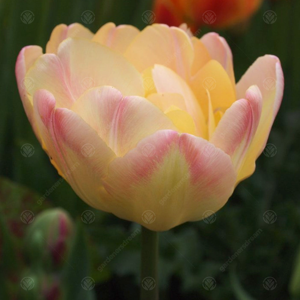 Tulips Peaches & Cream -MASTER-