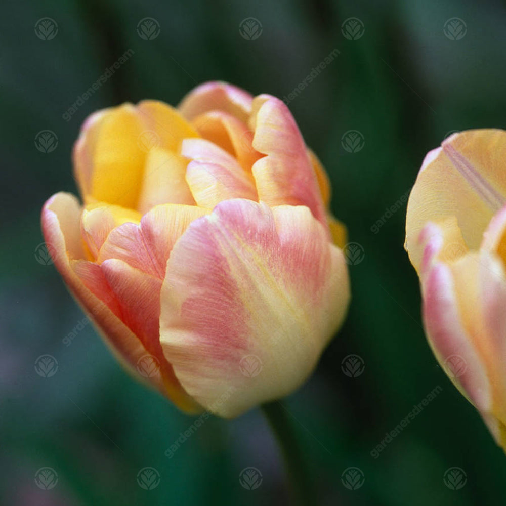 Tulips Peaches & Cream -MASTER-