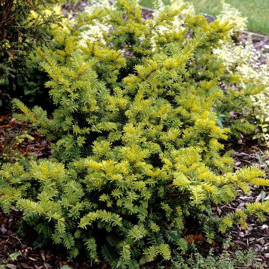 Taxus Semperaurea