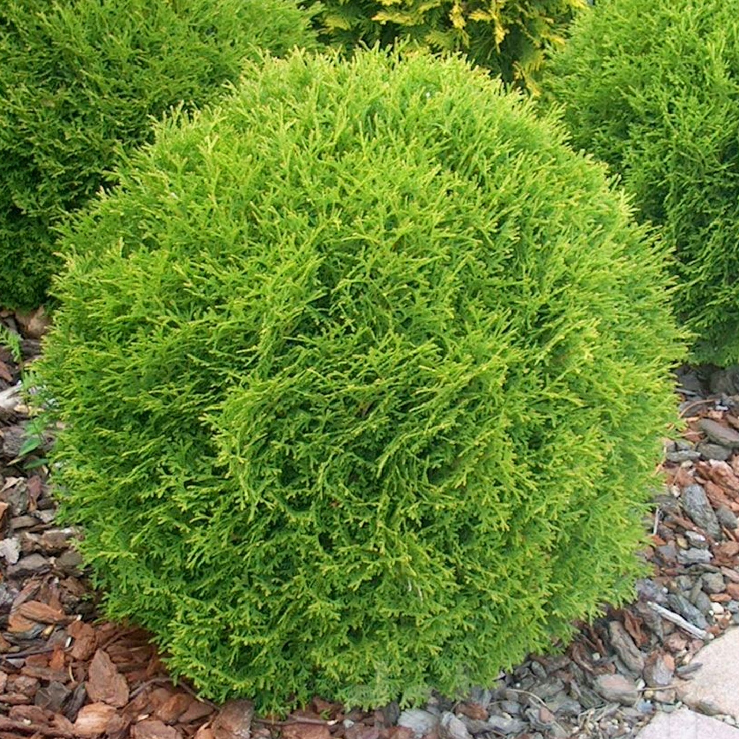 Thuja Danica