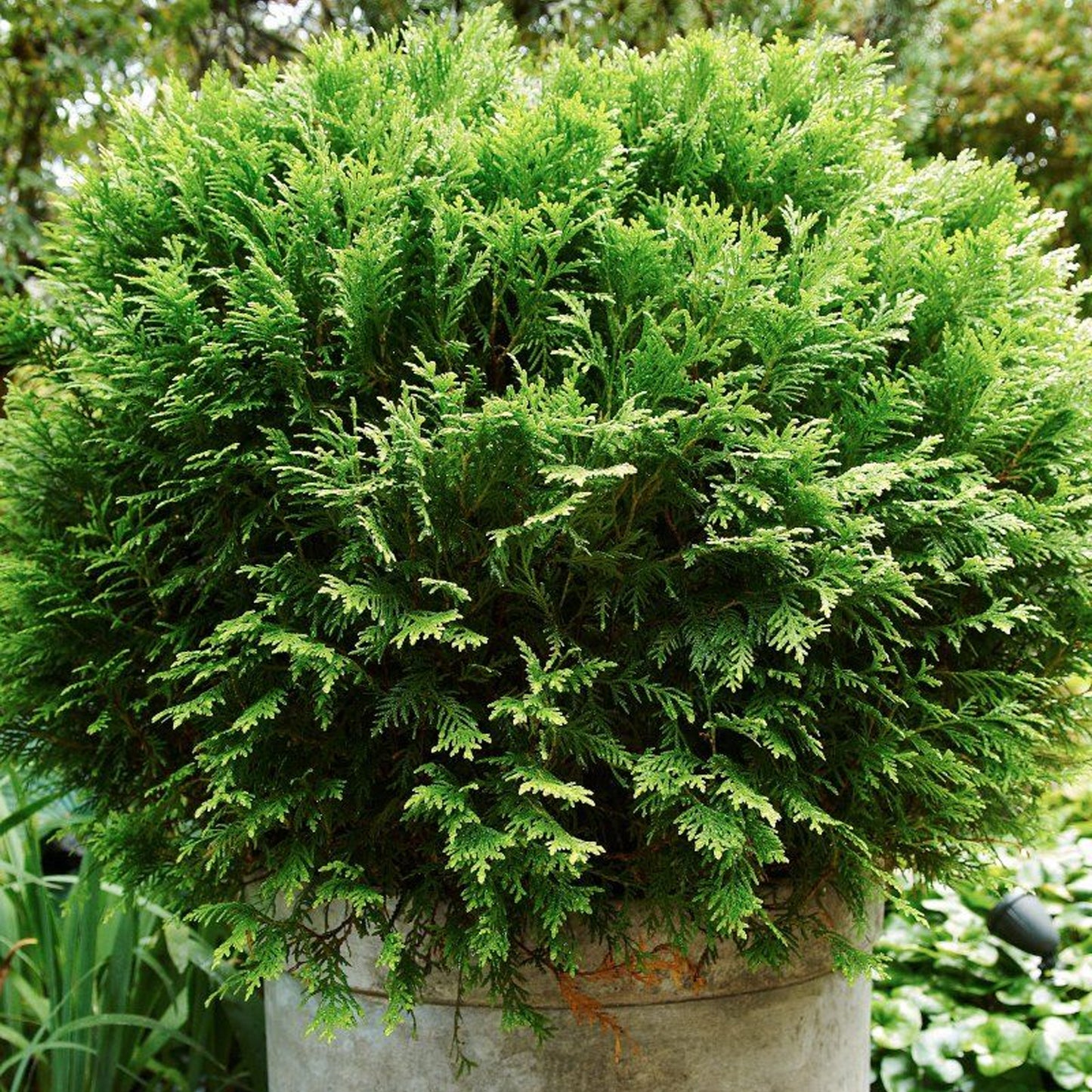 Thuja Danica