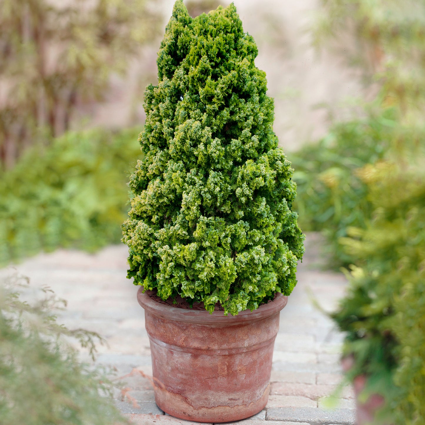 Thuja Aurea