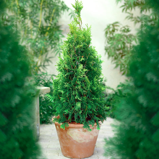 Thuja Compacta