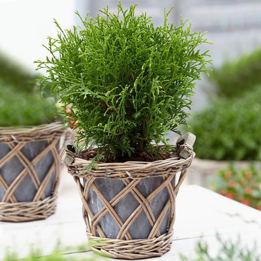 Thuja Tiny Tim