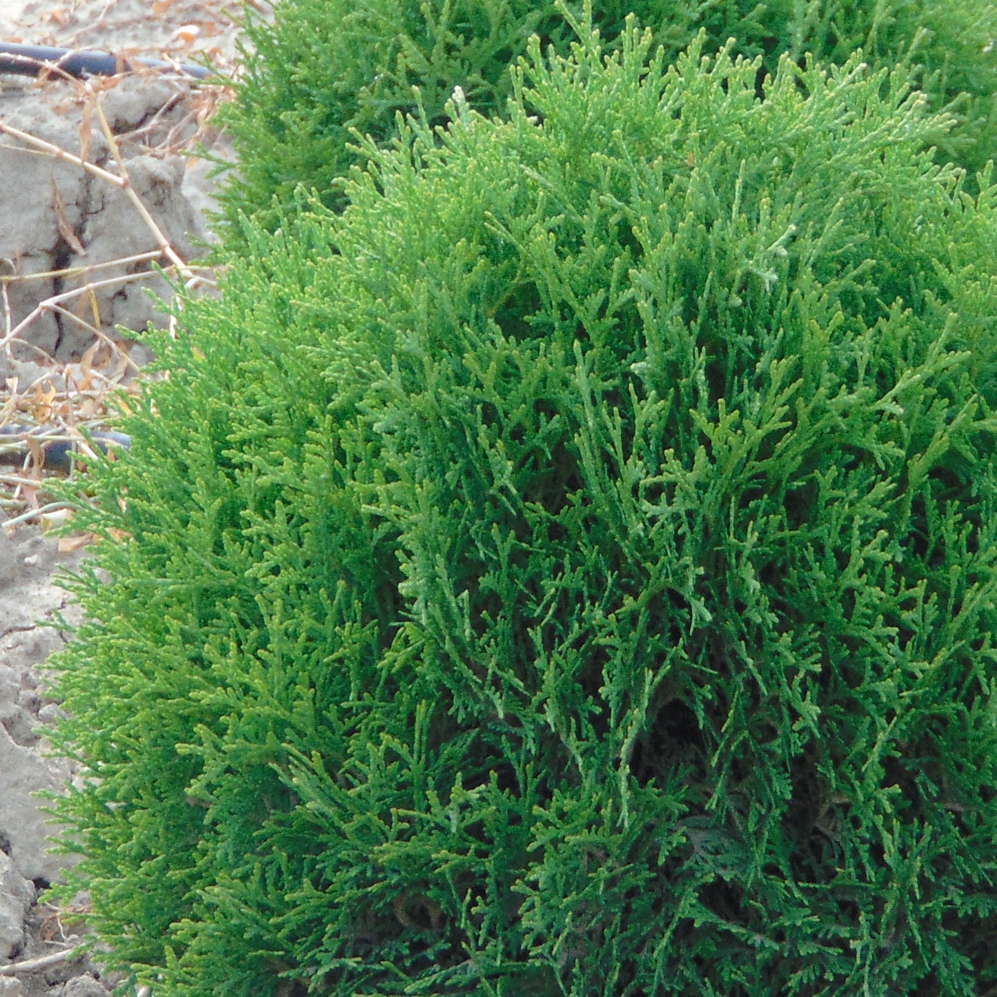Thuja Tiny Tim