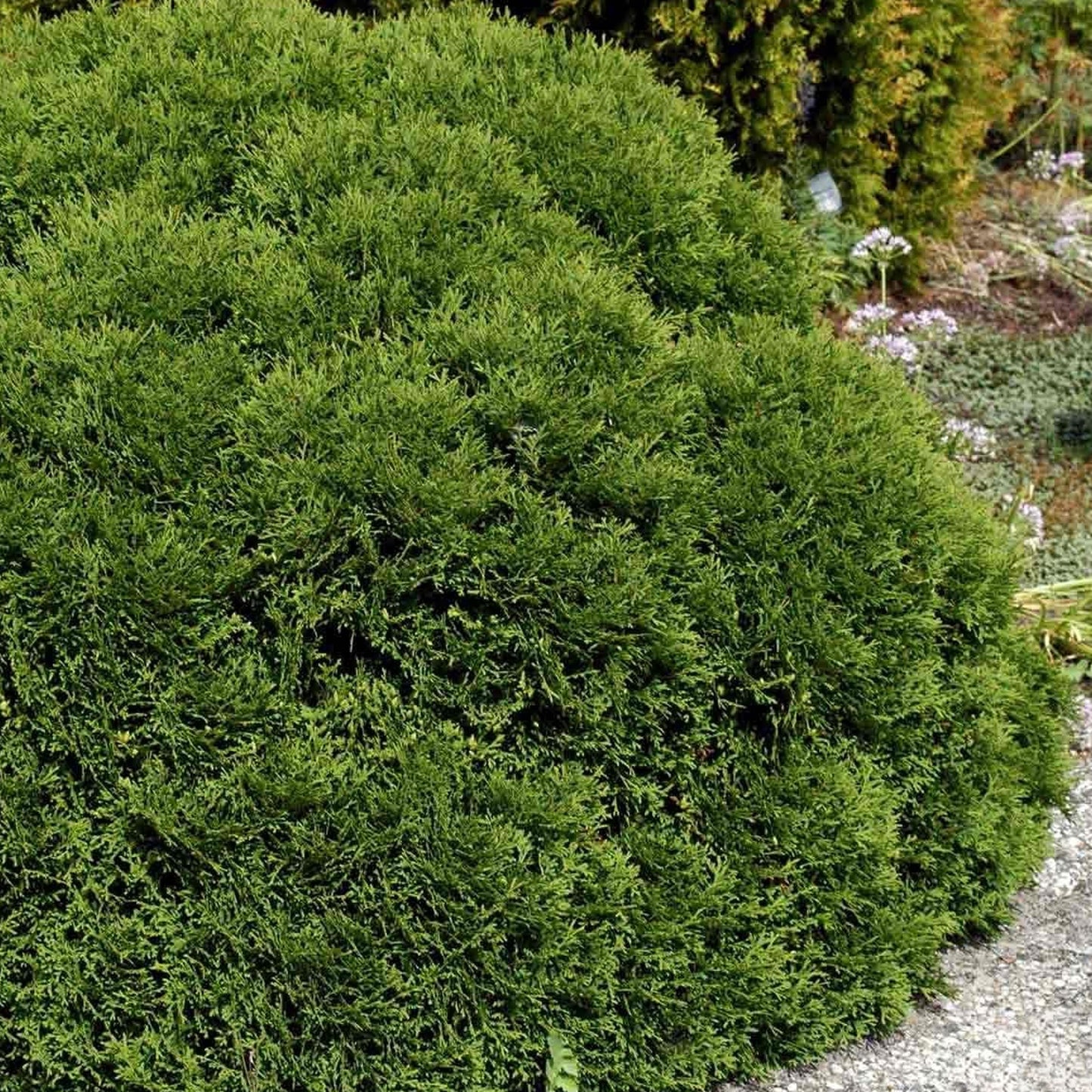 Thuja Tiny Tim