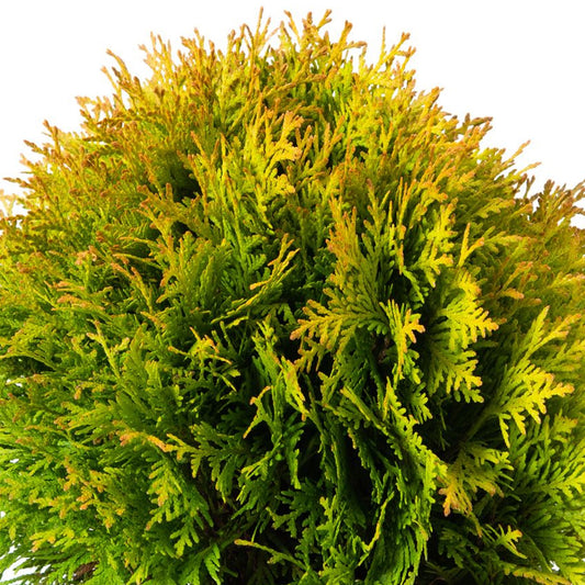 Thuja Amber Glow