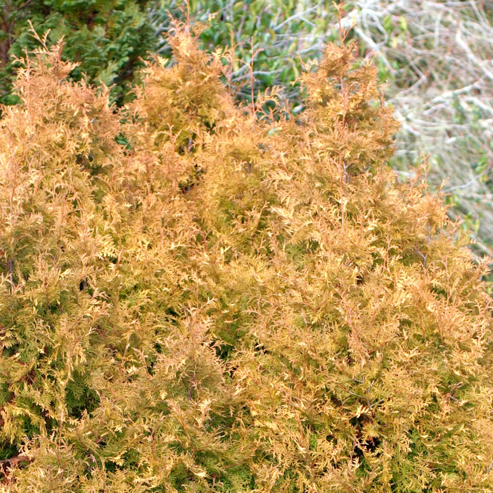 Thuja Rheingold (9cm)