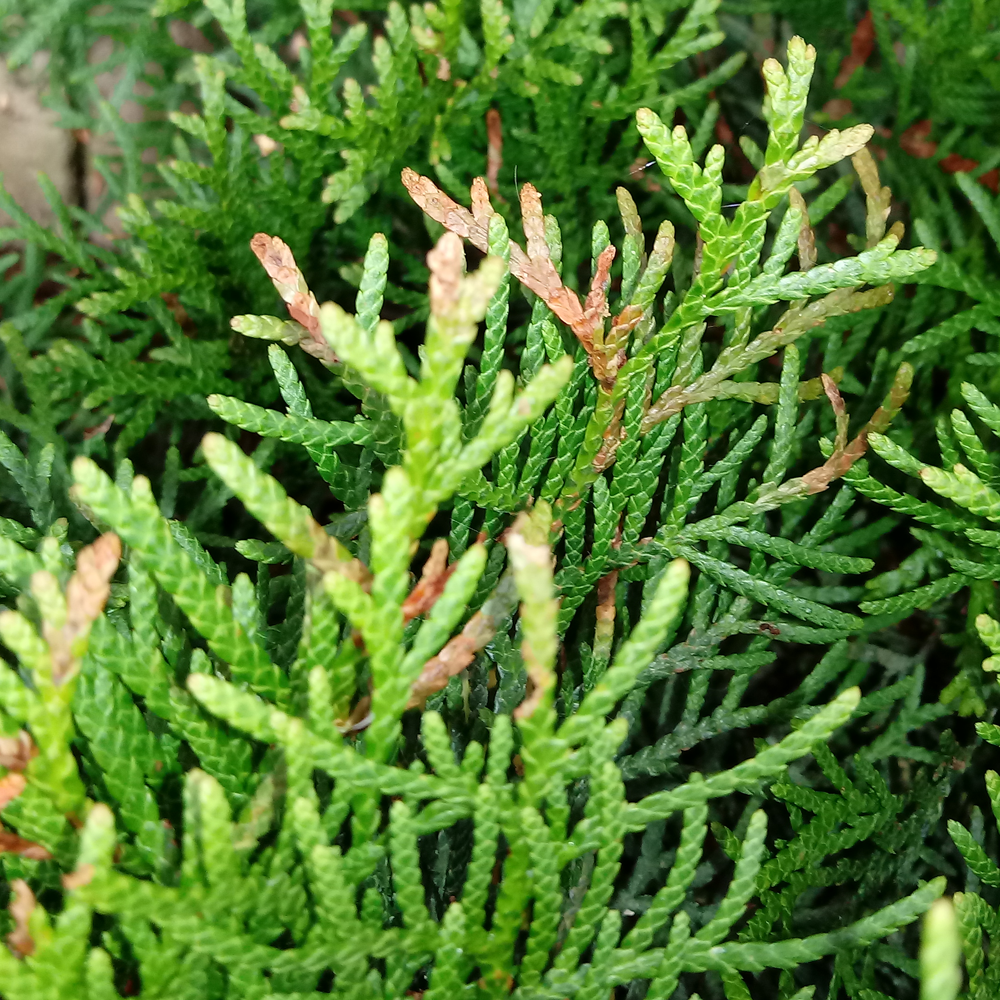 Conifer Mix (9cm, Pack of 5)