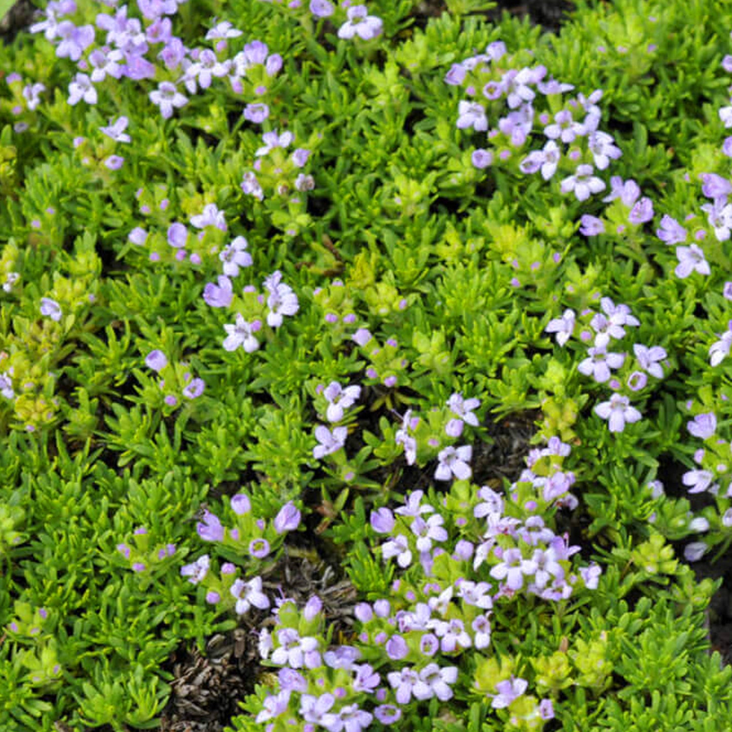 Thymus Capitatus Tree