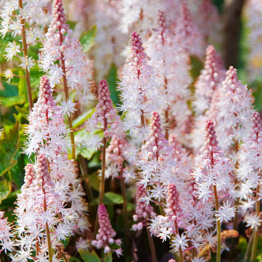 Tiarella Pink Skyrocket