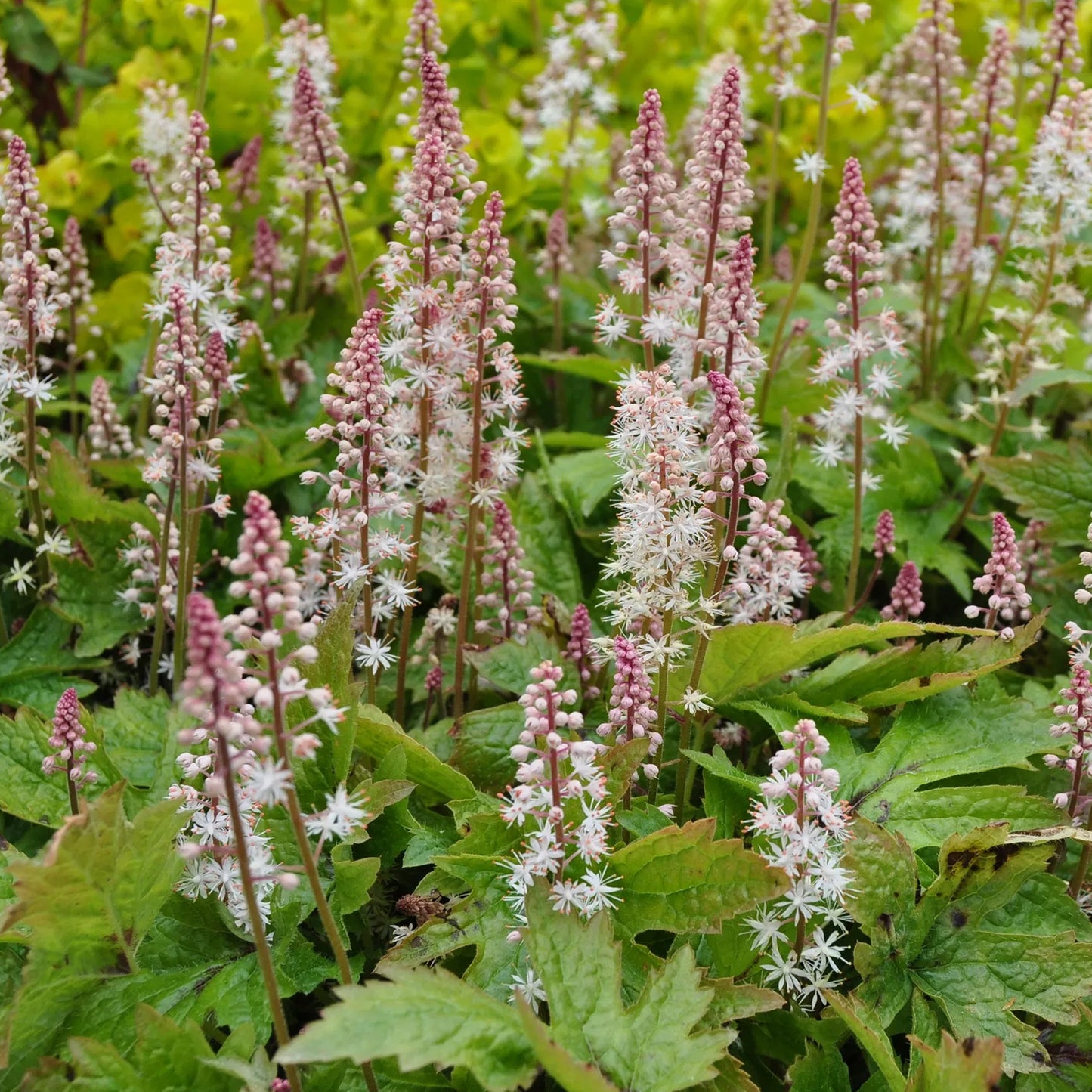 Tiarella Pink Skyrocket