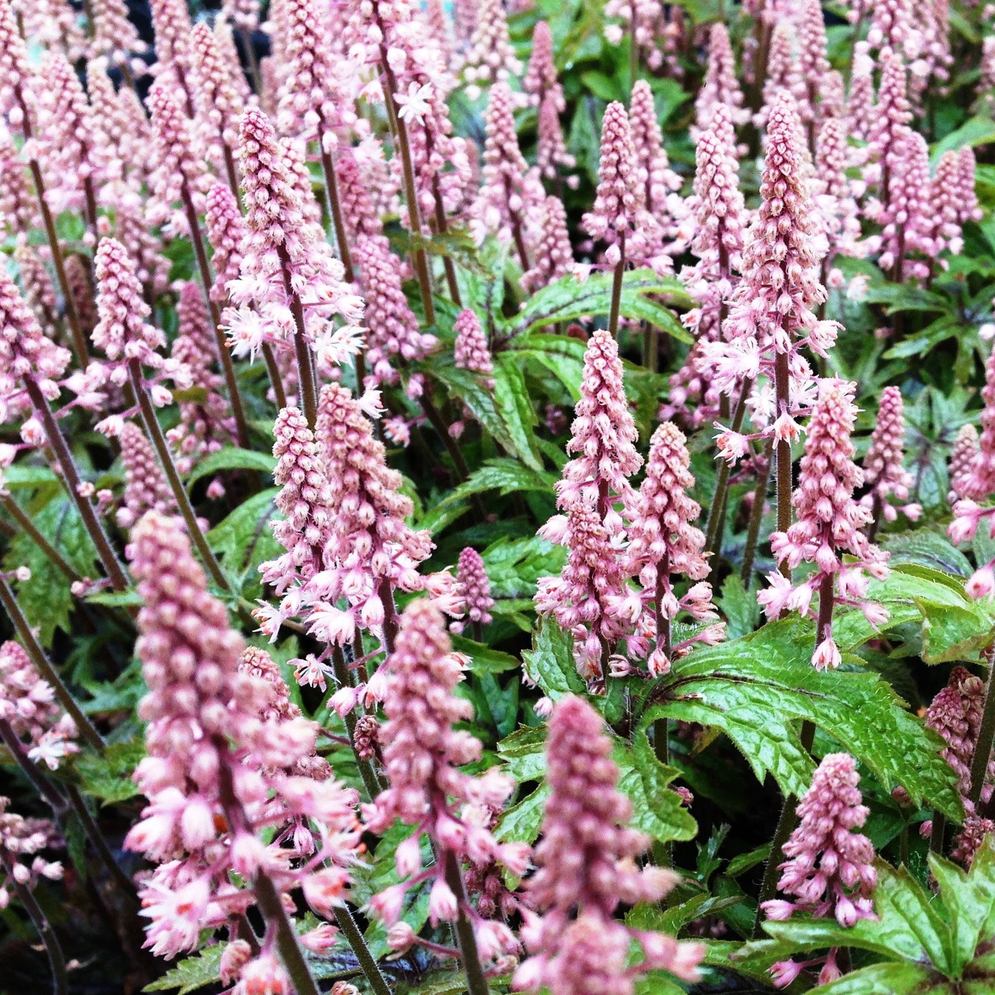 Tiarella Pink Skyrocket