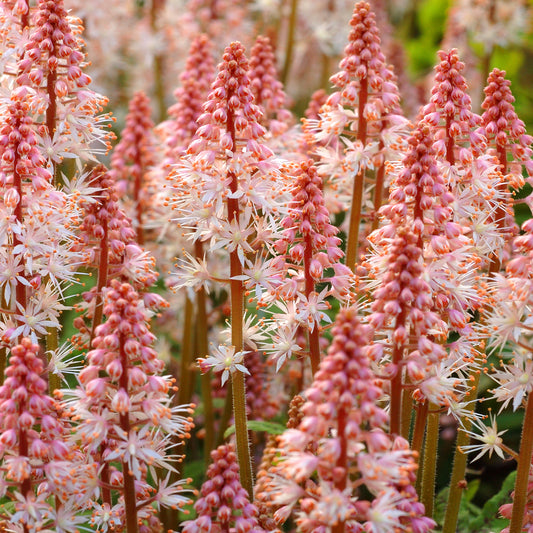 Tiarella Spring Symphony