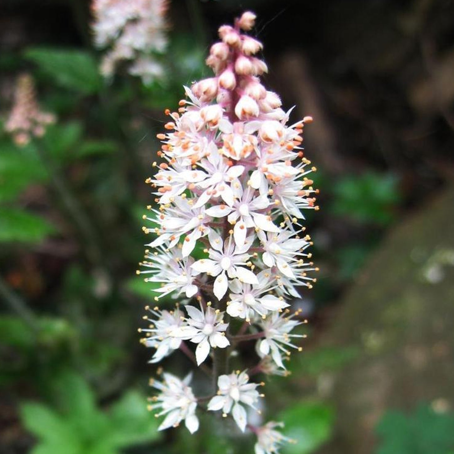 Tiarella Spring Symphony