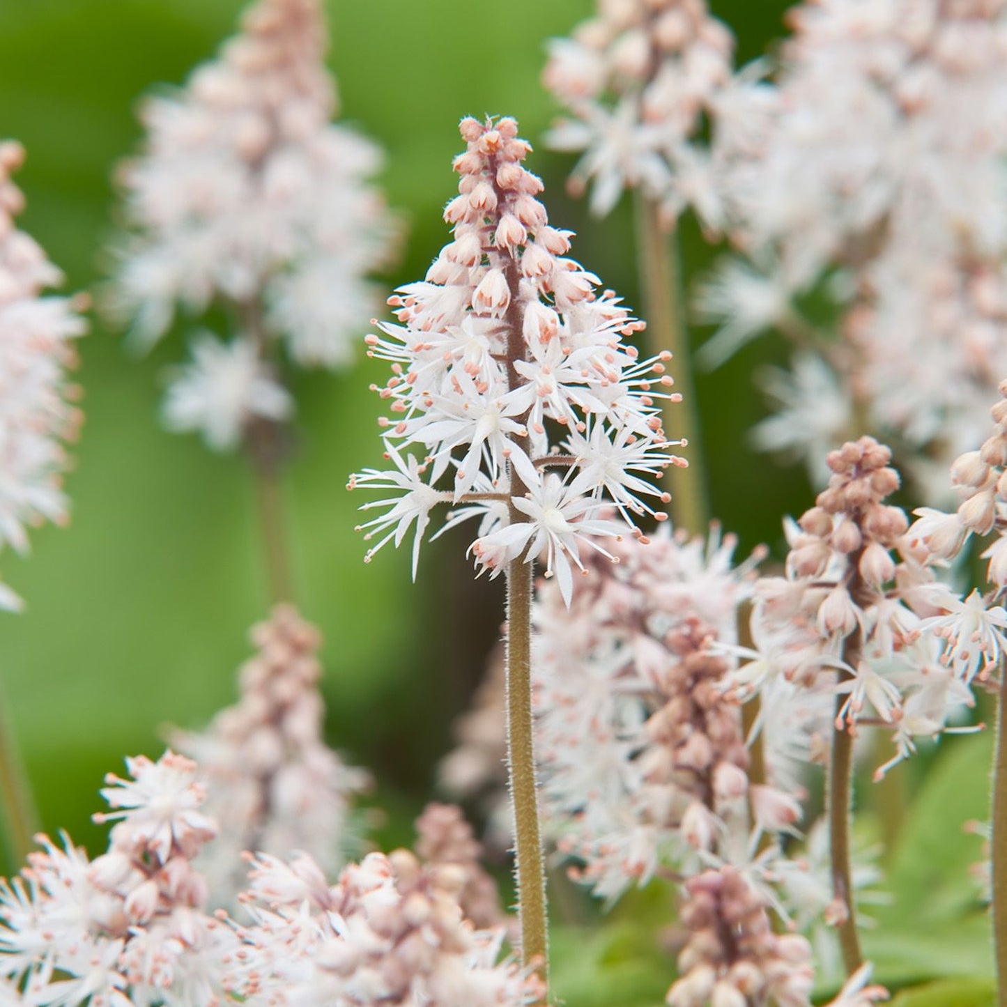 Tiarella Spring Symphony