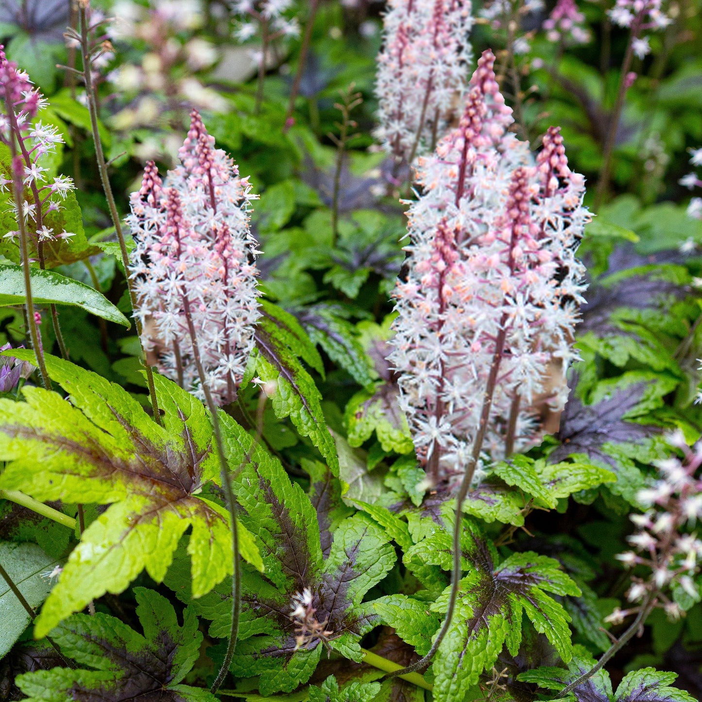 Tiarella Sugar & Spice