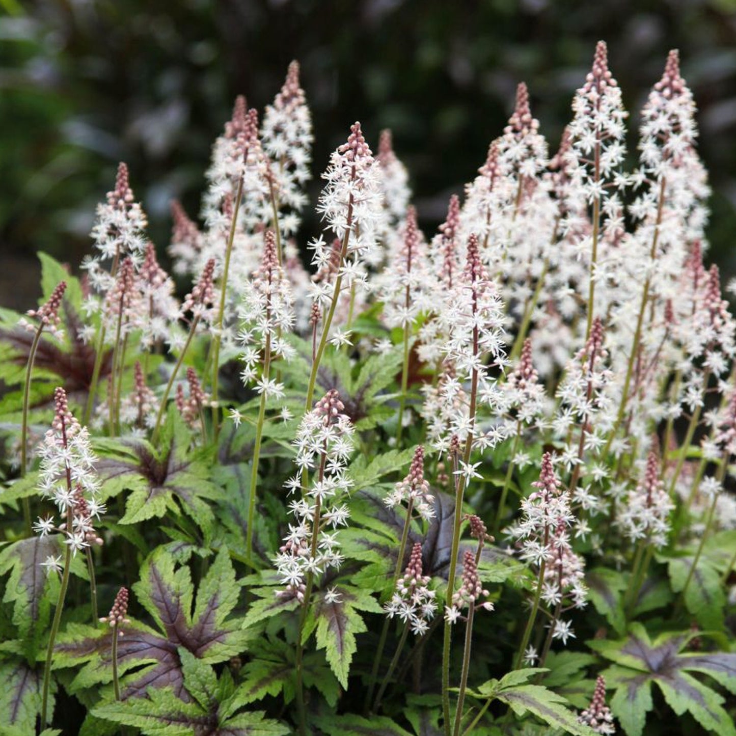 Tiarella Sugar & Spice