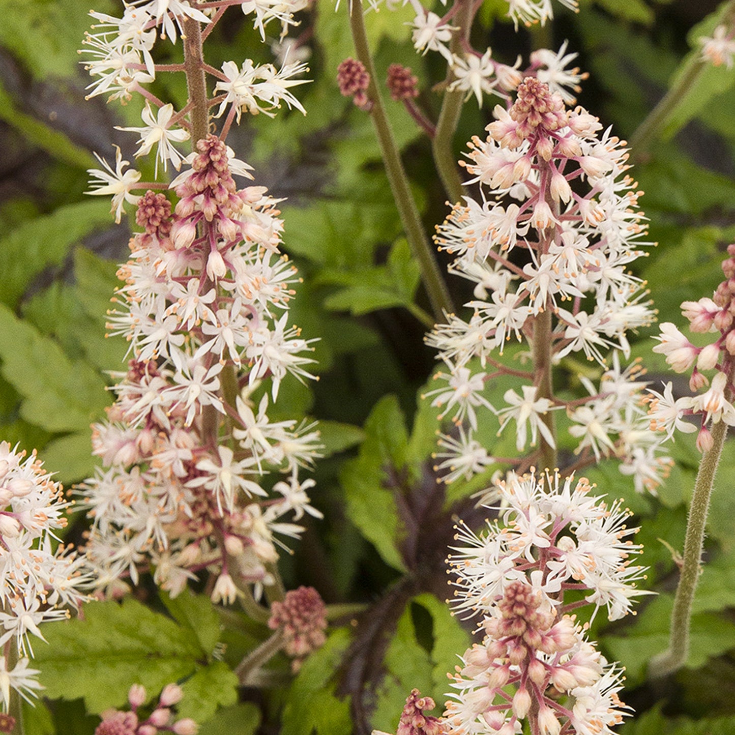 Tiarella Sugar & Spice