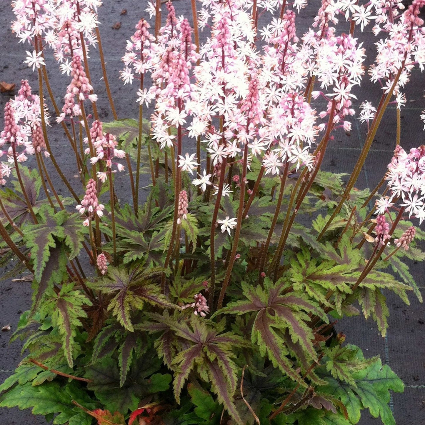 Tiarella Angel Wings