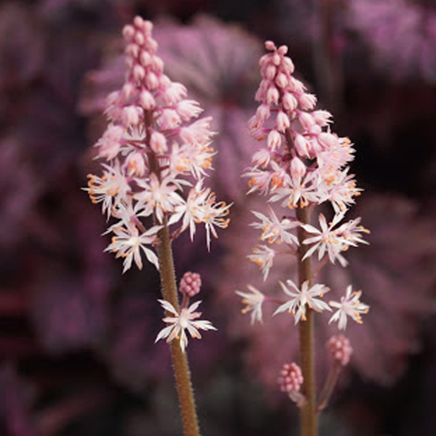 Tiarella Angel Wings