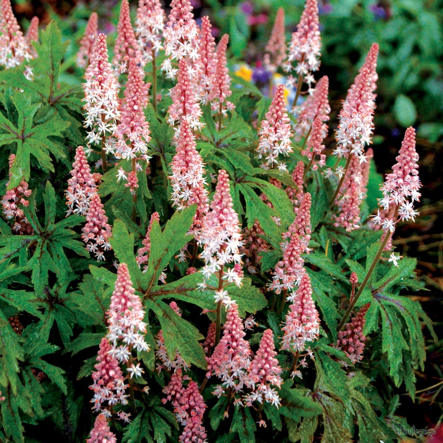 Tiarella Angel Wings