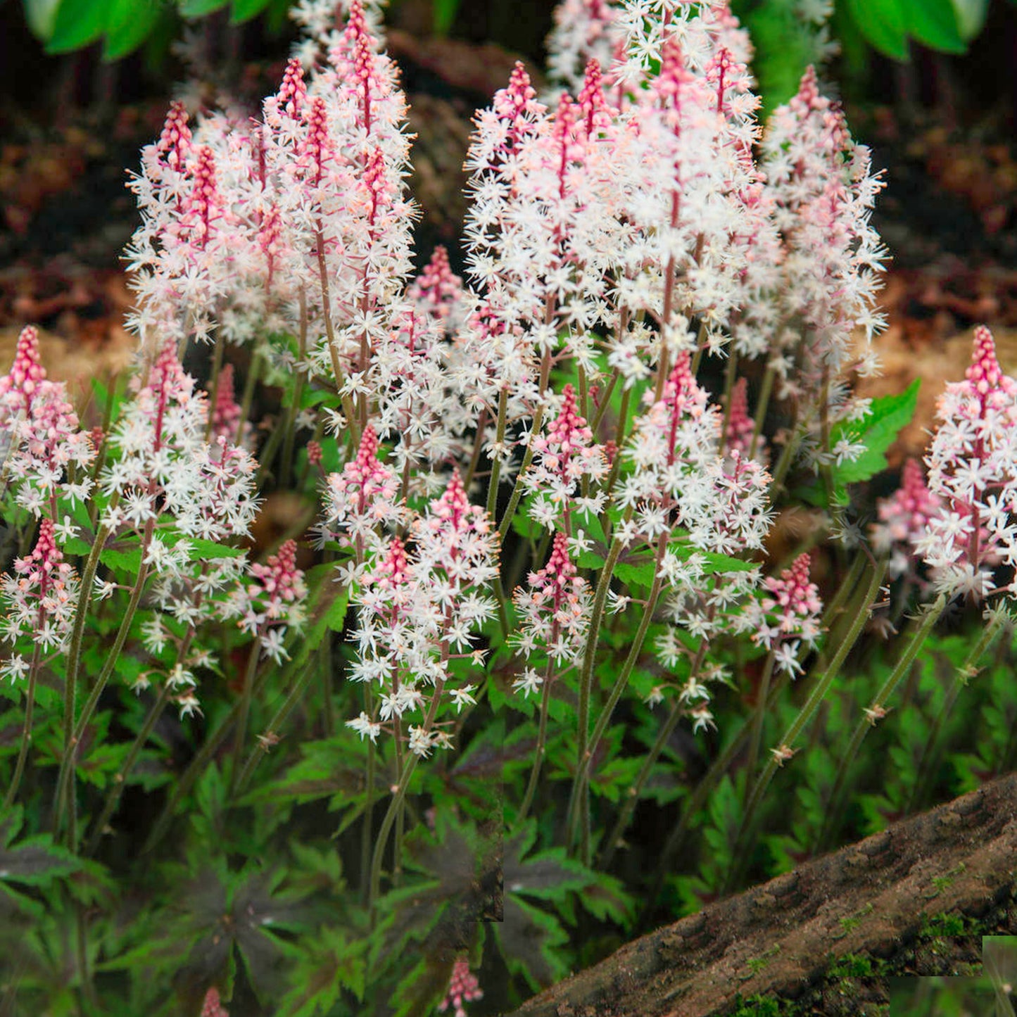 Tiarella Angel Wings