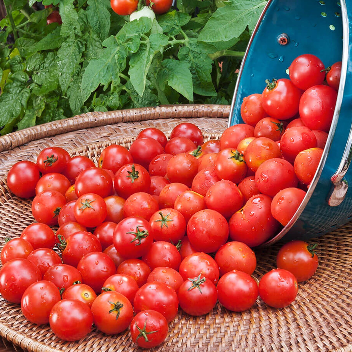 Tomatoes Red Cherry