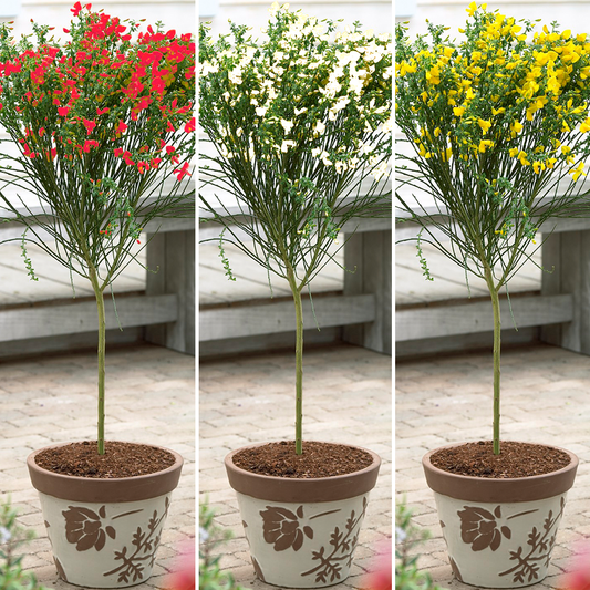 Cytisus Patio Tree