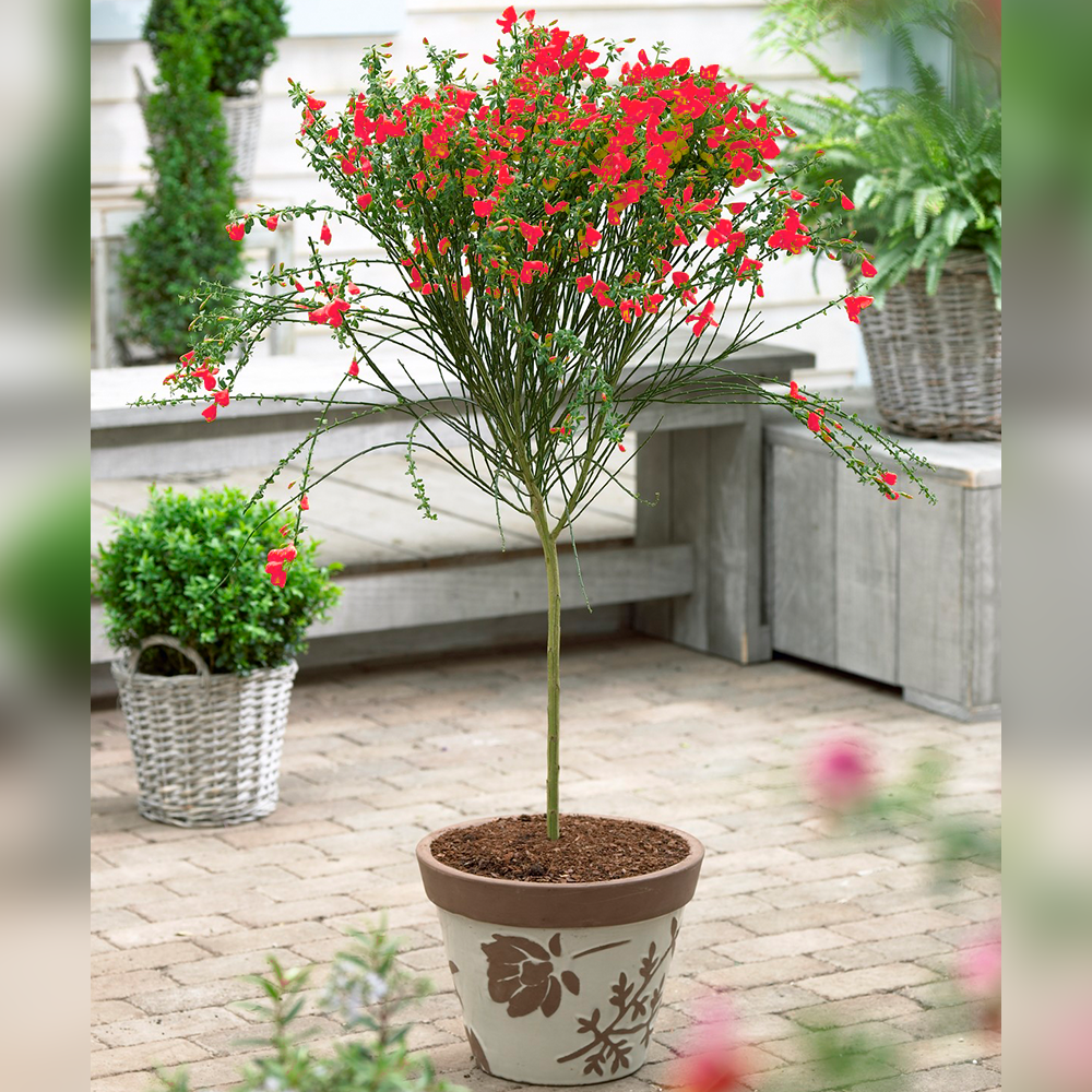 Cytisus Patio Tree